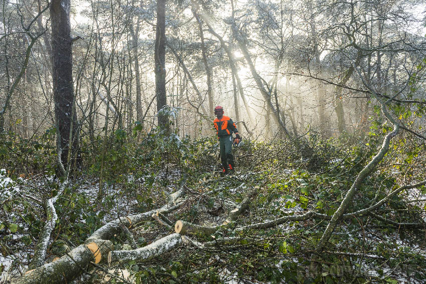 Houthakken Amersfoort Foto 06